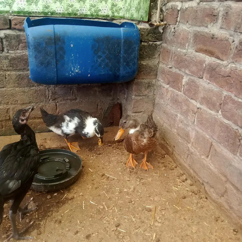 Healthy and Active Ducks Pair — photo 4