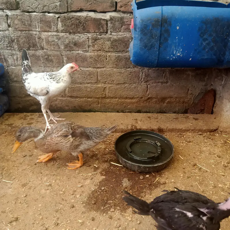 Healthy and Active Ducks Pair — photo 5