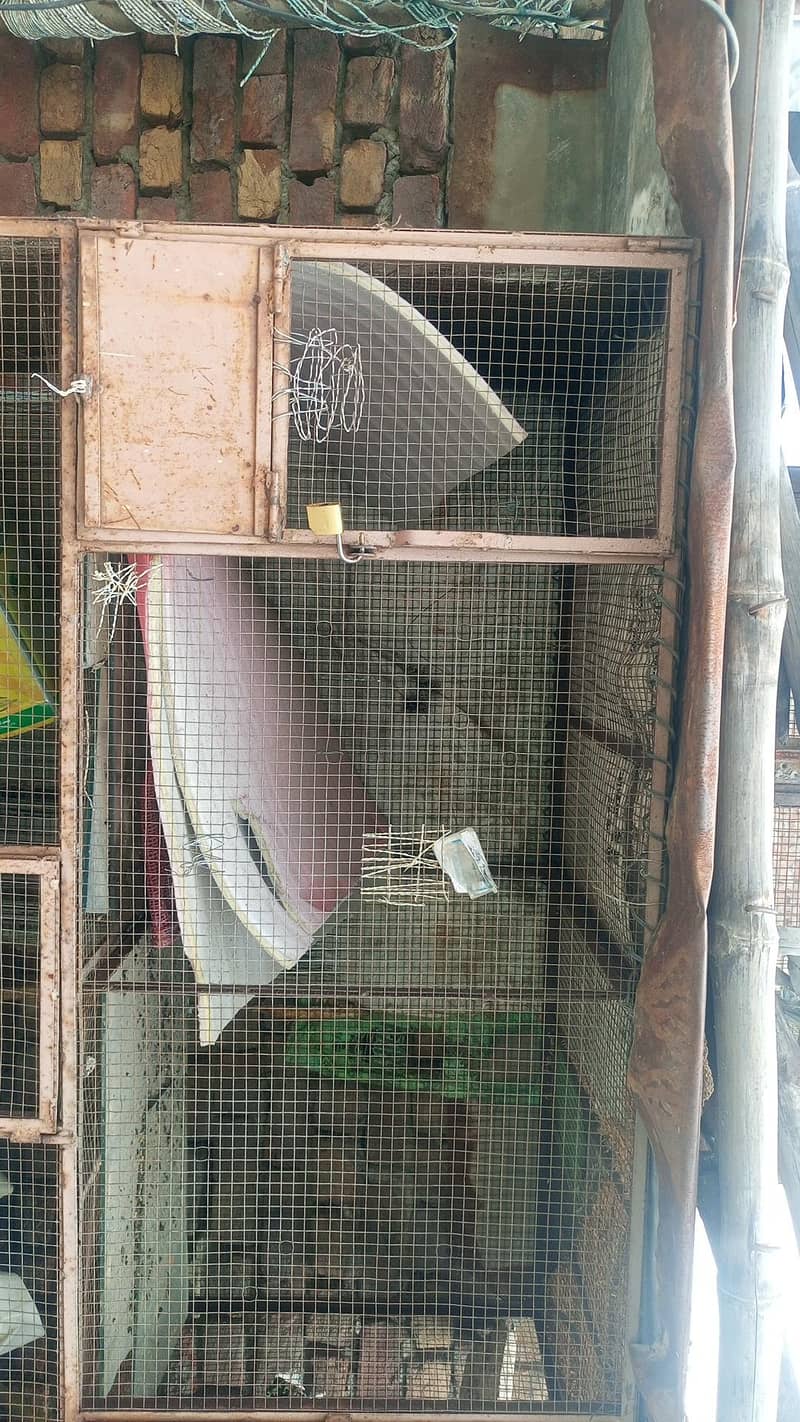 Big cage 1