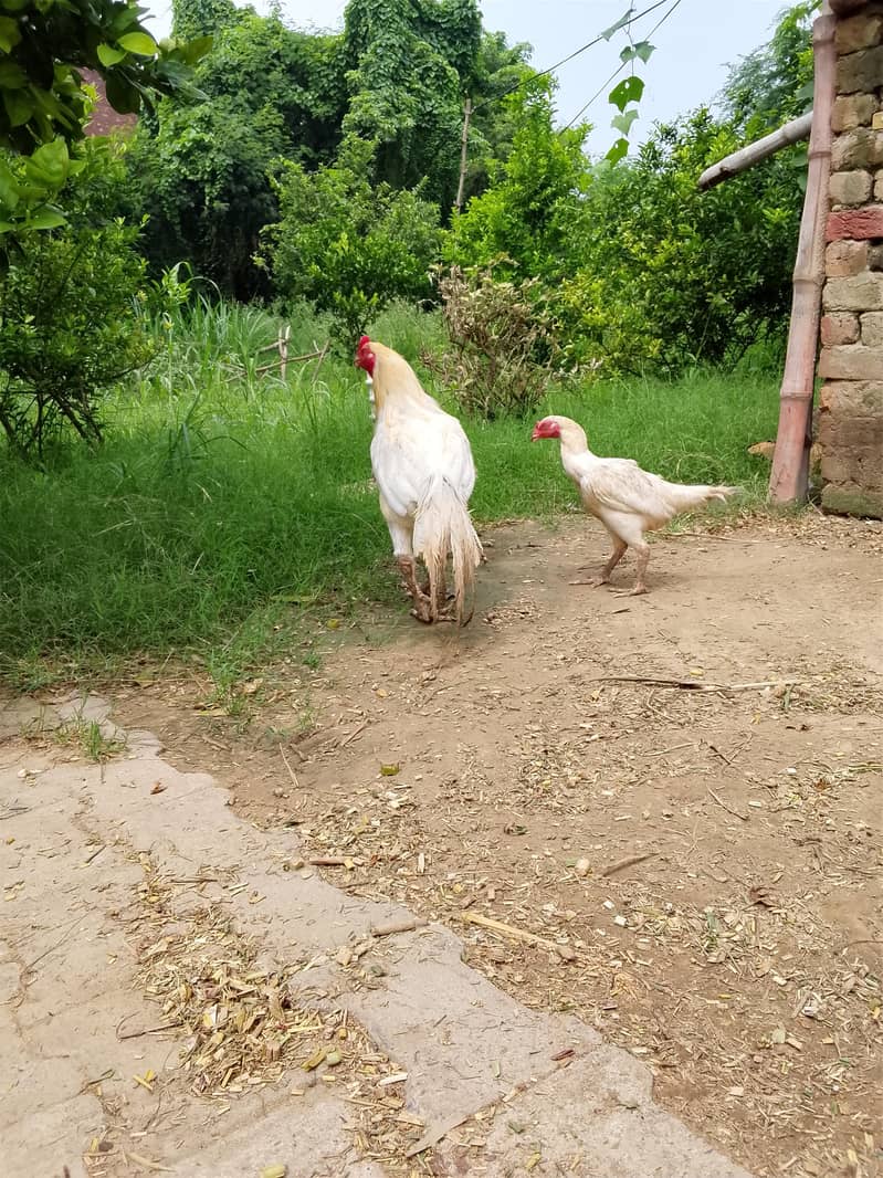 hens pair 0