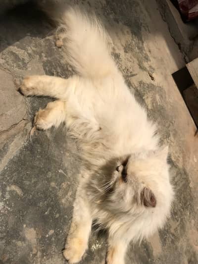 Persian cat