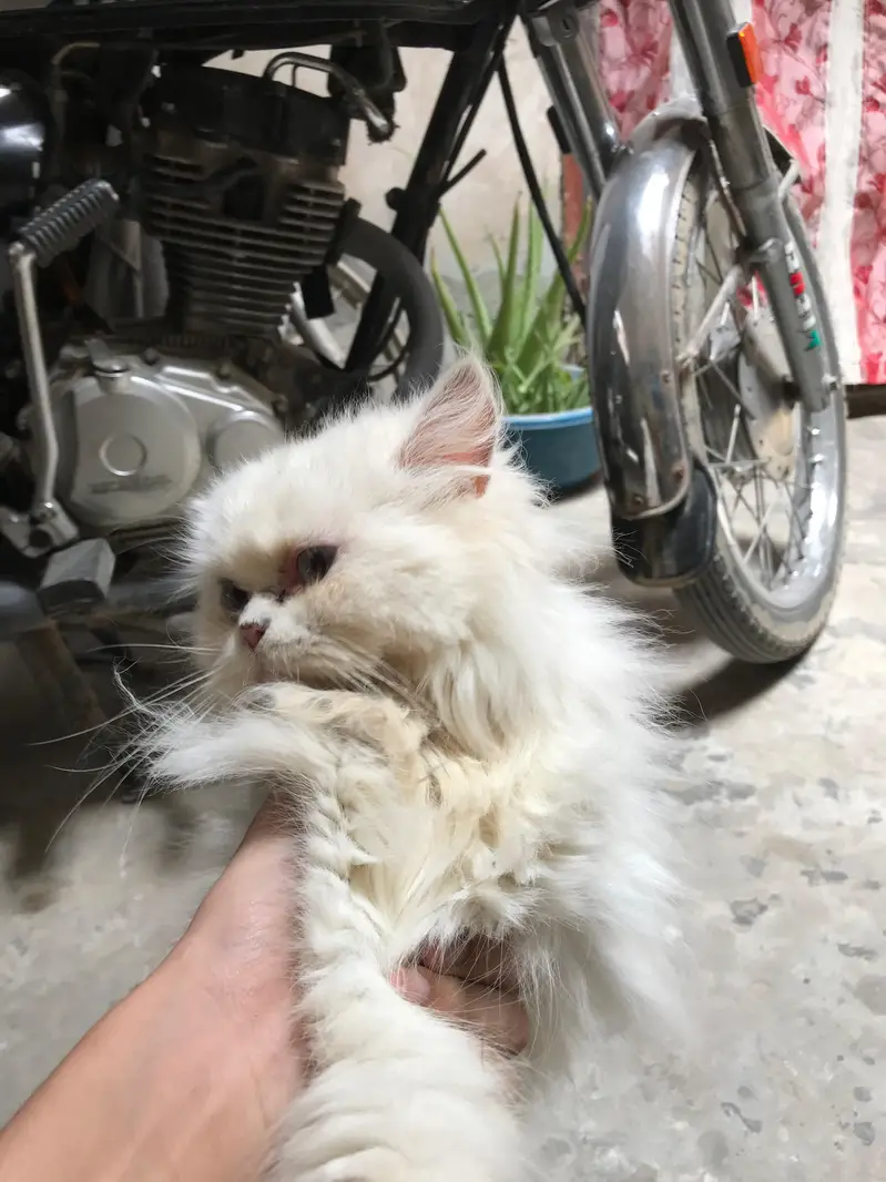 Persian cat — photo 2