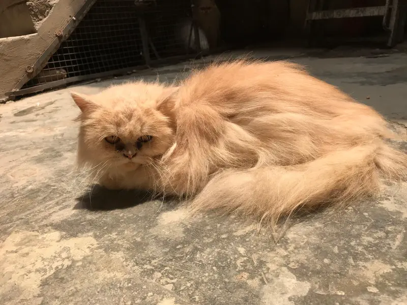 Persian cat — photo 3