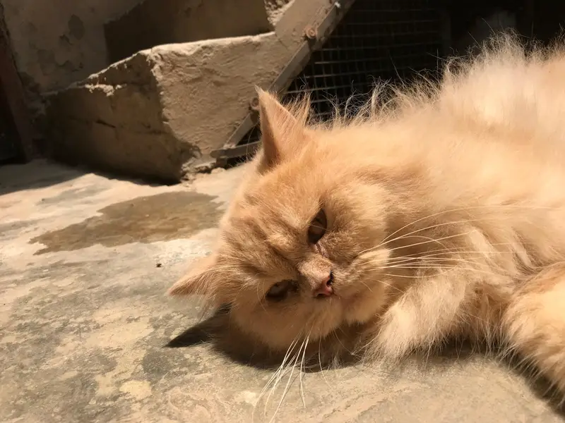 Persian cat — photo 4