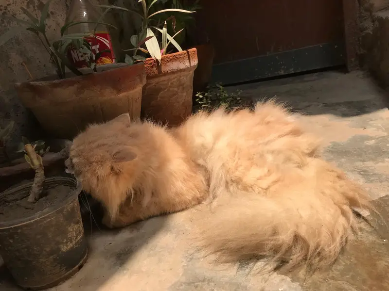 Persian cat — photo 5