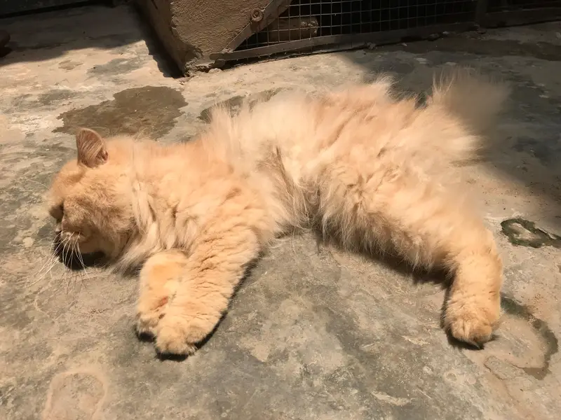 Persian cat — photo 6