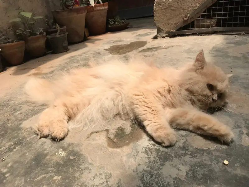 Persian cat — photo 7