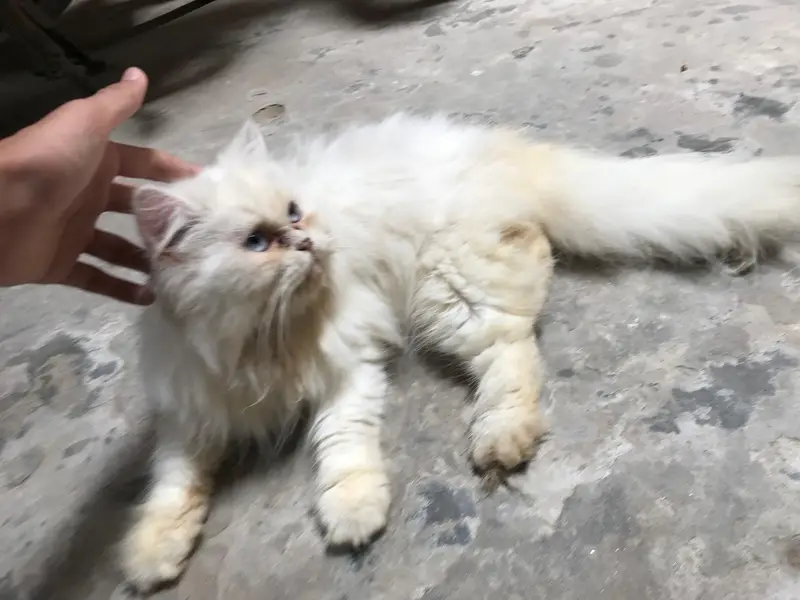 Persian cat — photo 8