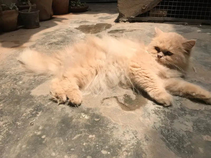 Persian cat — photo 9