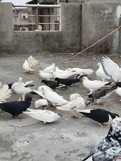 2,4 PIECES LENE WALE RABTA NA KREIN, 300,400 RATE WALO SE MAZRAT