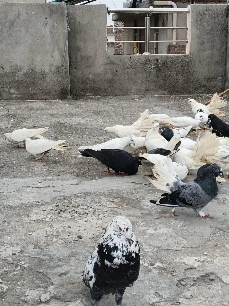 2,4 PIECES LENE WALE RABTA NA KREIN, 300,400 RATE WALO SE MAZRAT — photo 2