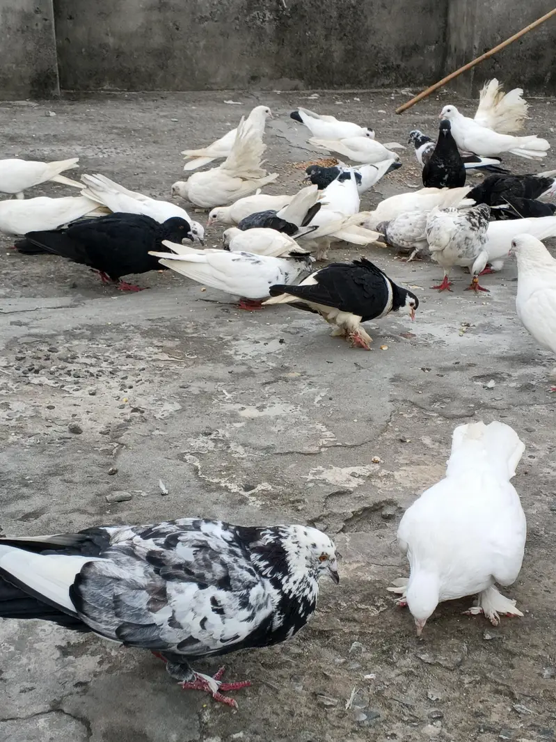 2,4 PIECES LENE WALE RABTA NA KREIN, 300,400 RATE WALO SE MAZRAT — photo 3