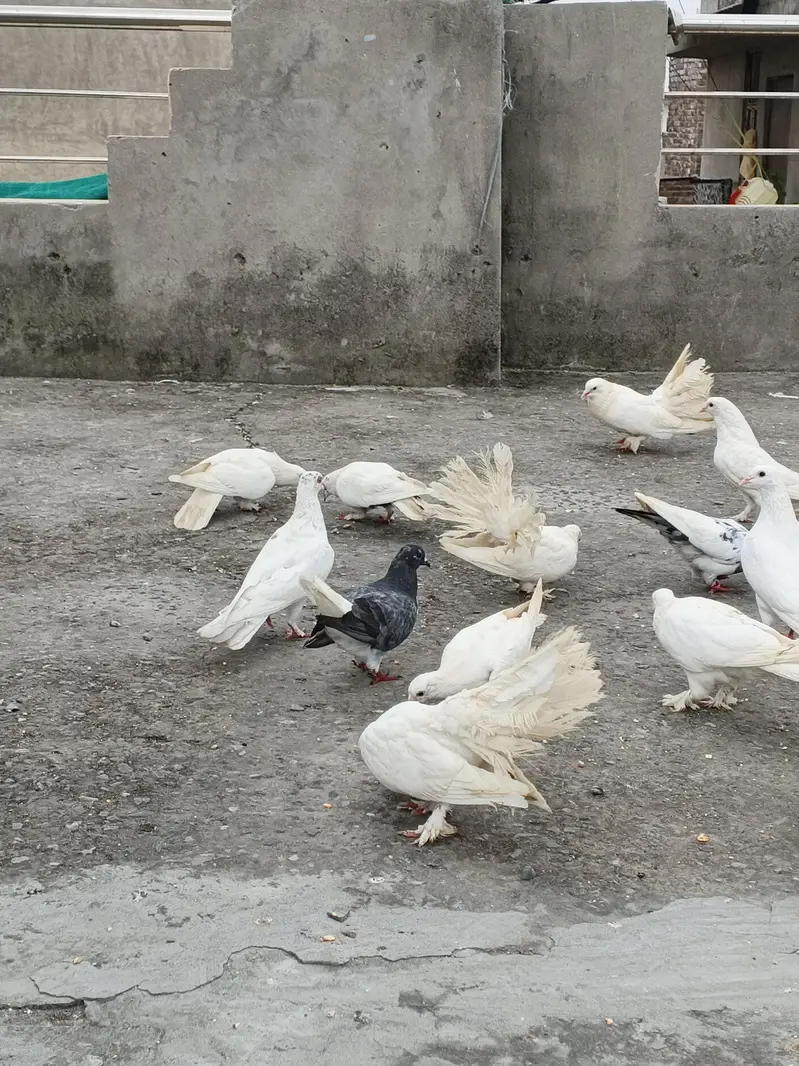 2,4 PIECES LENE WALE RABTA NA KREIN, 300,400 RATE WALO SE MAZRAT — photo 4