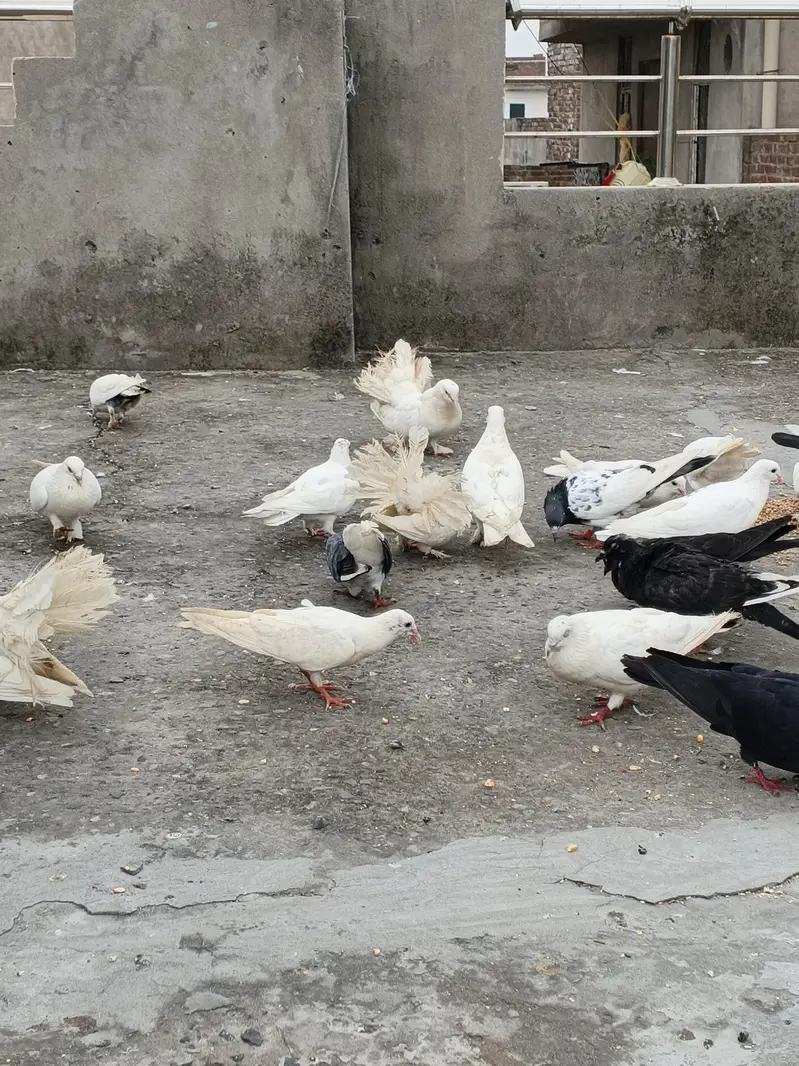 2,4 PIECES LENE WALE RABTA NA KREIN, 300,400 RATE WALO SE MAZRAT — photo 6