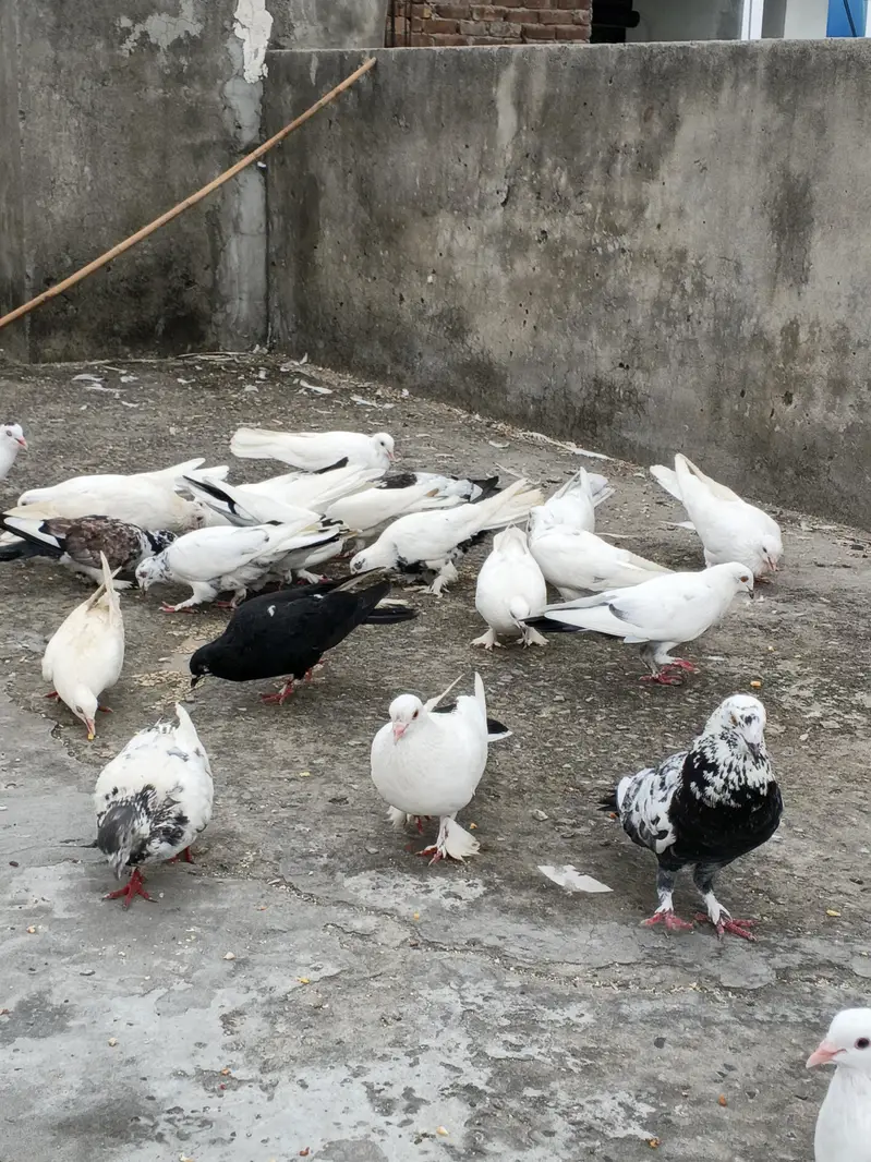 2,4 PIECES LENE WALE RABTA NA KREIN, 300,400 RATE WALO SE MAZRAT — photo 7