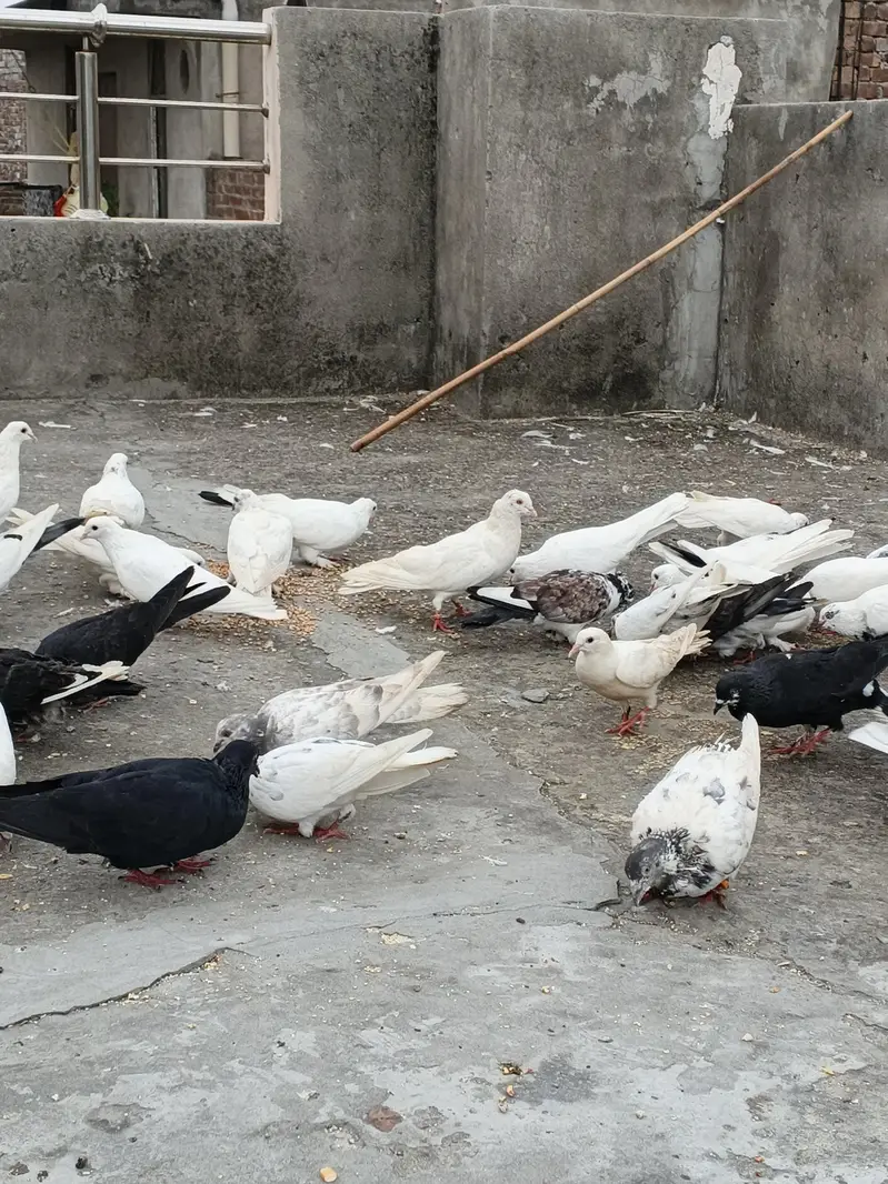 2,4 PIECES LENE WALE RABTA NA KREIN, 300,400 RATE WALO SE MAZRAT — photo 8