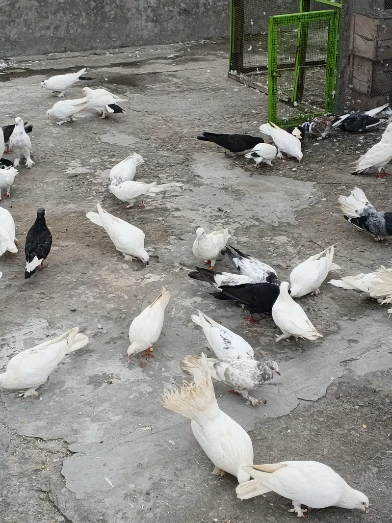 2,4 PIECES LENE WALE RABTA NA KREIN, 300,400 RATE WALO SE MAZRAT — photo 9