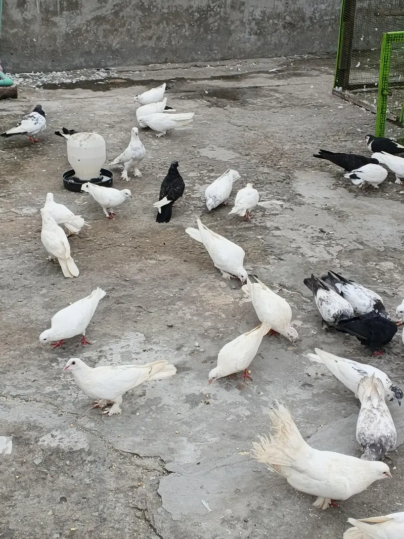 2,4 PIECES LENE WALE RABTA NA KREIN, 300,400 RATE WALO SE MAZRAT — photo 10