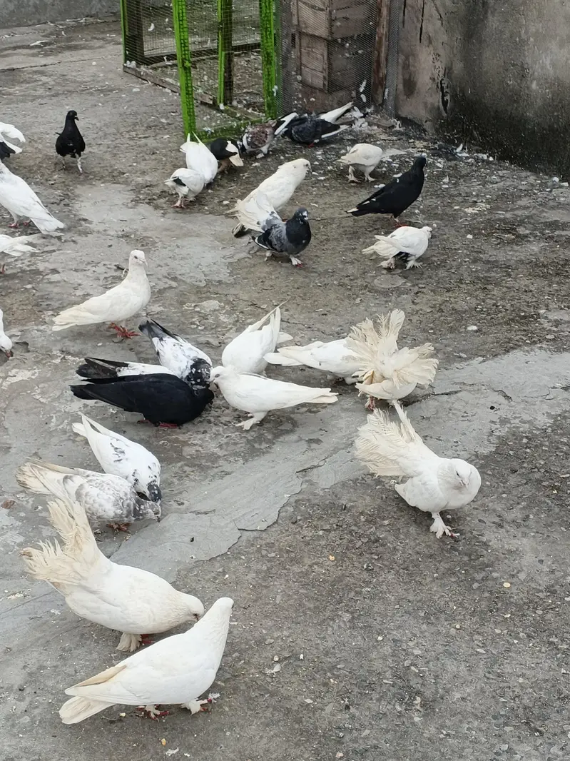 2,4 PIECES LENE WALE RABTA NA KREIN, 300,400 RATE WALO SE MAZRAT — photo 11