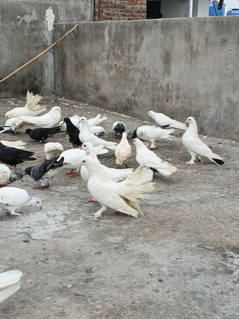 2,4 PIECES LENE WALE RABTA NA KREIN, 300,400 RATE WALO SE MAZRAT — photo 12