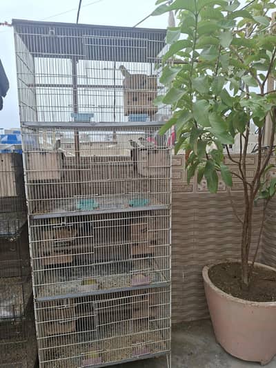 total setup sell all brider and 2 larg cage