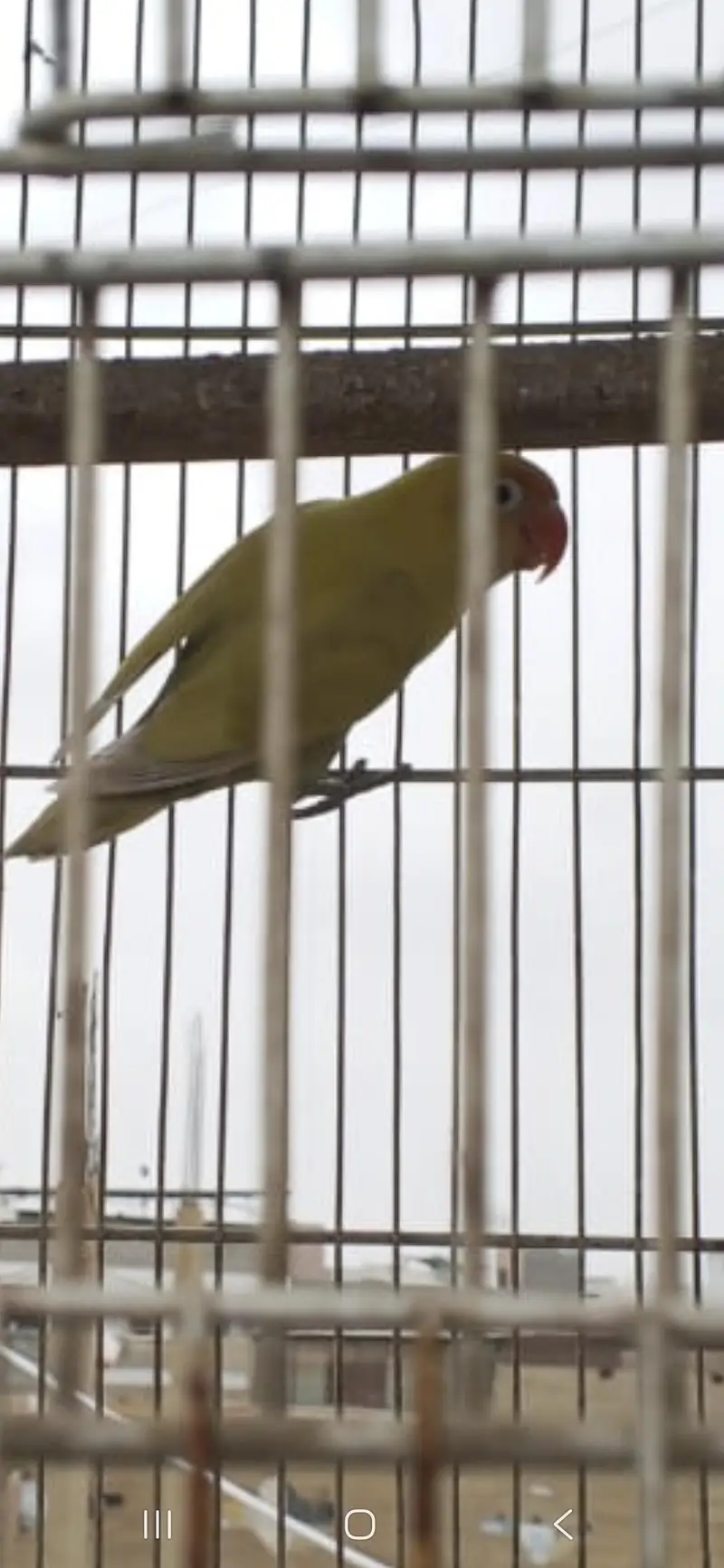 total setup sell all brider and 2 larg cage — photo 3
