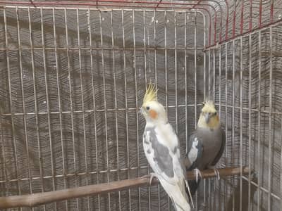 Cockatail parrots for Sale Only Serious buyer contact