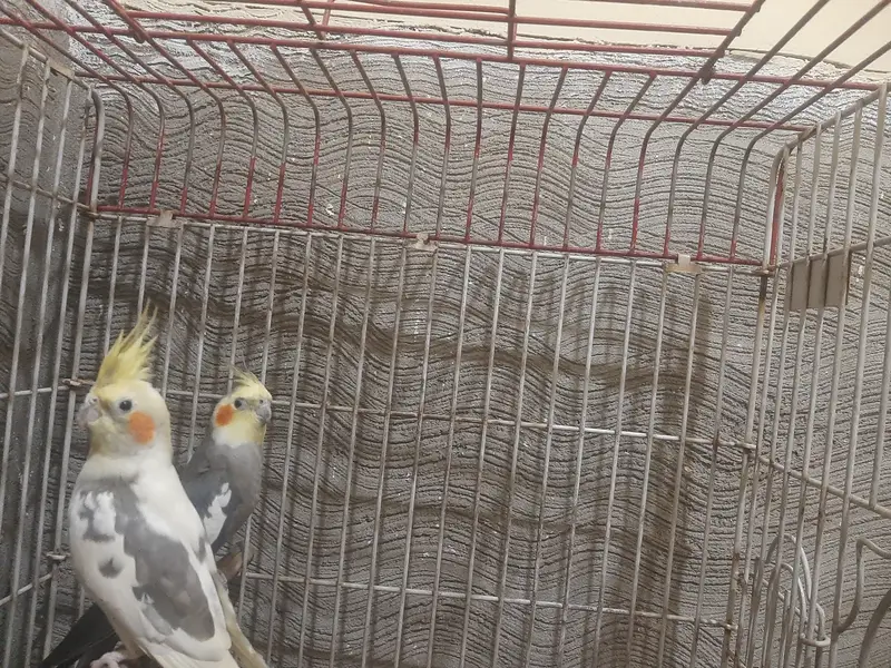 Cockatail parrots for Sale Only Serious buyer contact — photo 2
