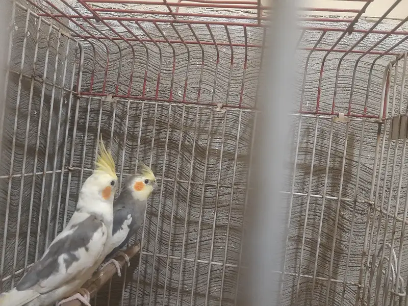 Cockatail parrots for Sale Only Serious buyer contact — photo 3