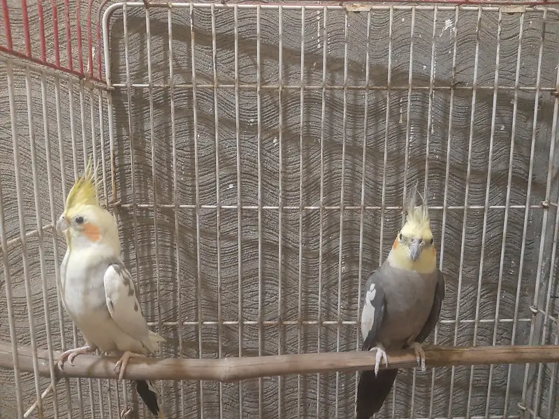 Cockatail parrots for Sale Only Serious buyer contact — photo 4
