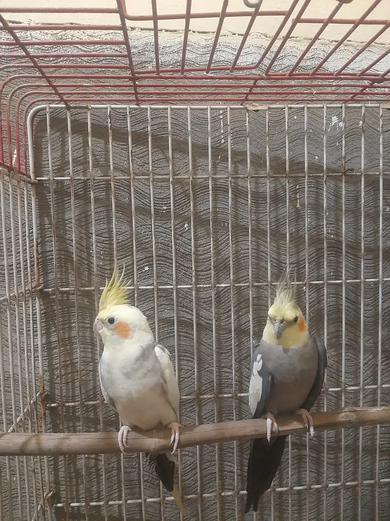 Cockatail parrots for Sale Only Serious buyer contact — photo 5