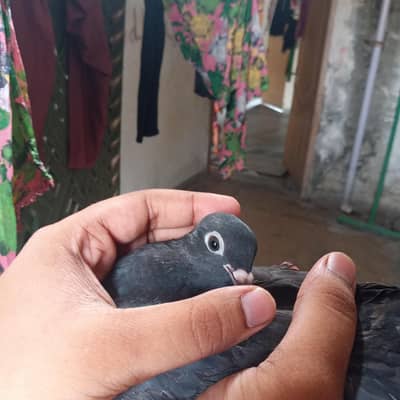 Active and healthy pigeon