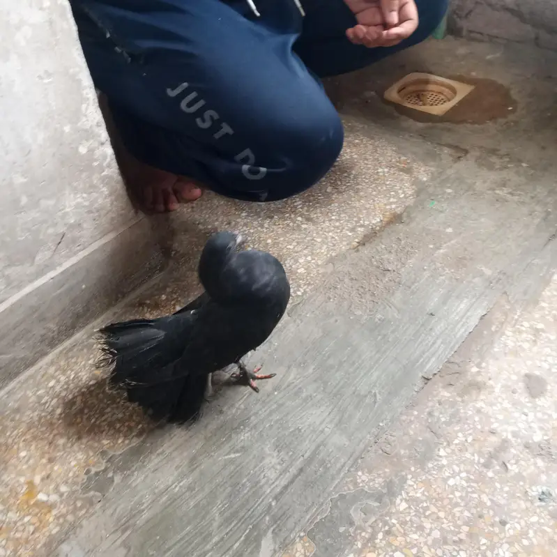 Active and healthy pigeon — photo 3