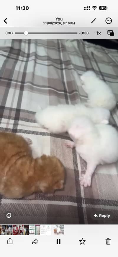 Selling persion cat peke face