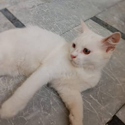 Persian_male kitten_for sale
