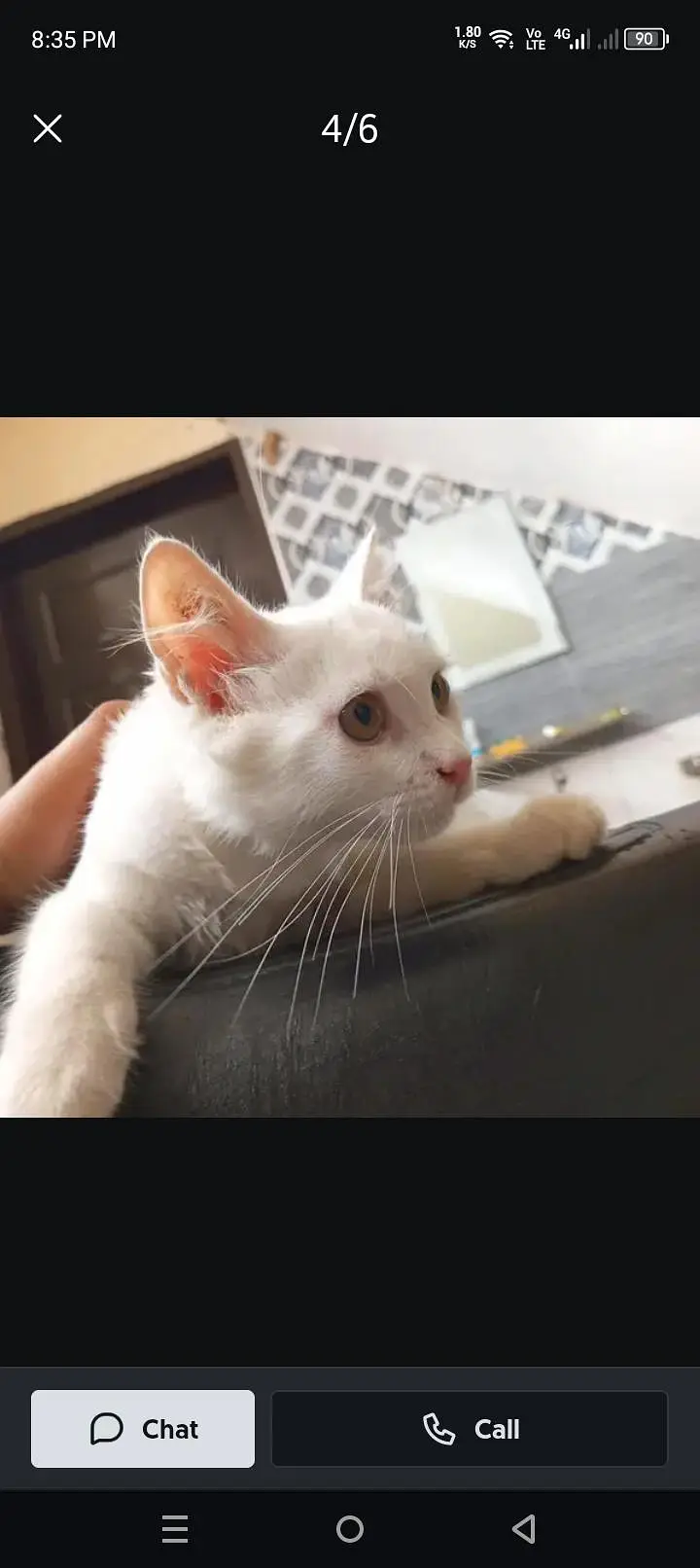 Persian_male kitten_for sale — photo 2