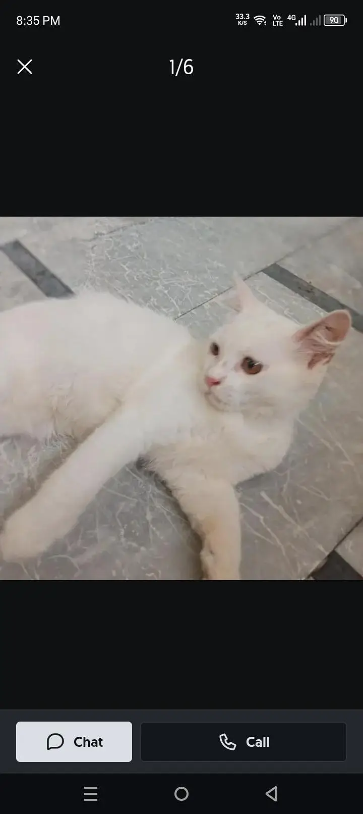 Persian_male kitten_for sale — photo 3