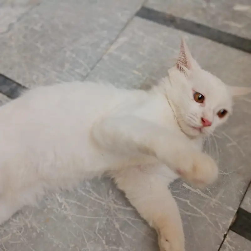 Persian_male kitten_for sale — photo 4