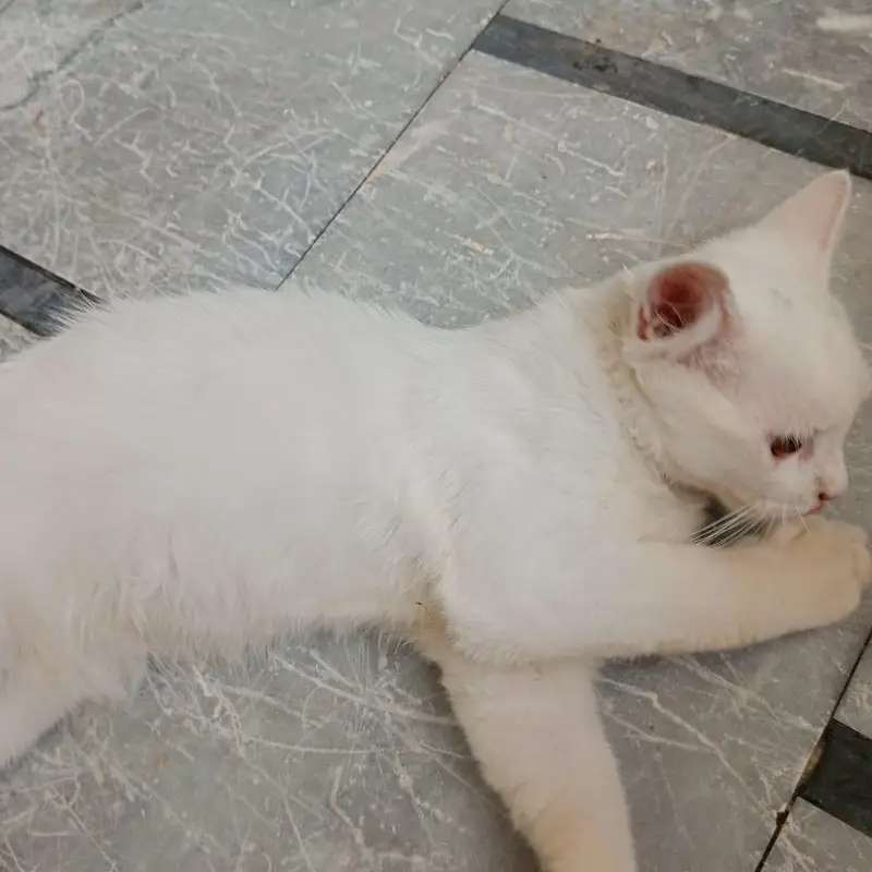 Persian_male kitten_for sale — photo 5