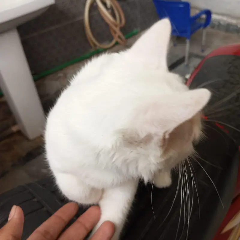 Persian_male kitten_for sale — photo 6