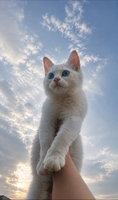 Persian cat white double coat