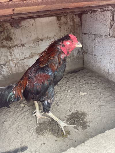 Aseel thai crose