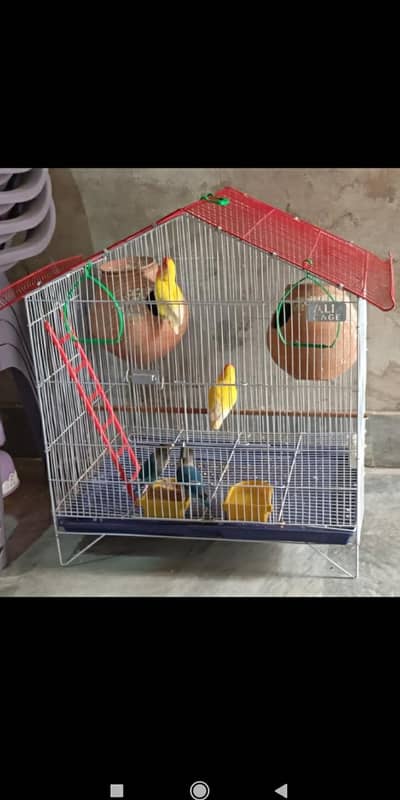 Albino and Blue mask lovebirds with cage.
