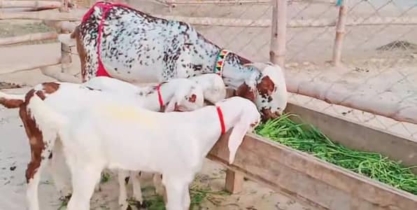 3 bacchon wali bakri makhi chini for sale call