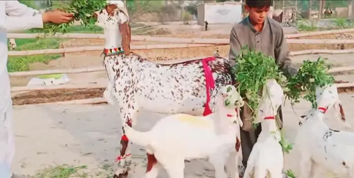 3 bacchon wali bakri makhi chini for sale call — photo 3