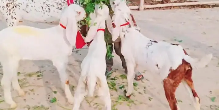 3 bacchon wali bakri makhi chini for sale call — photo 5