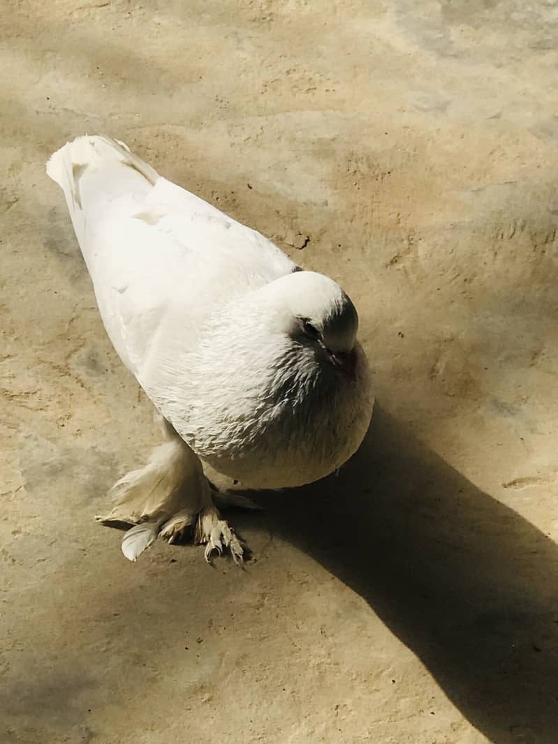 Fancy kabotar 0