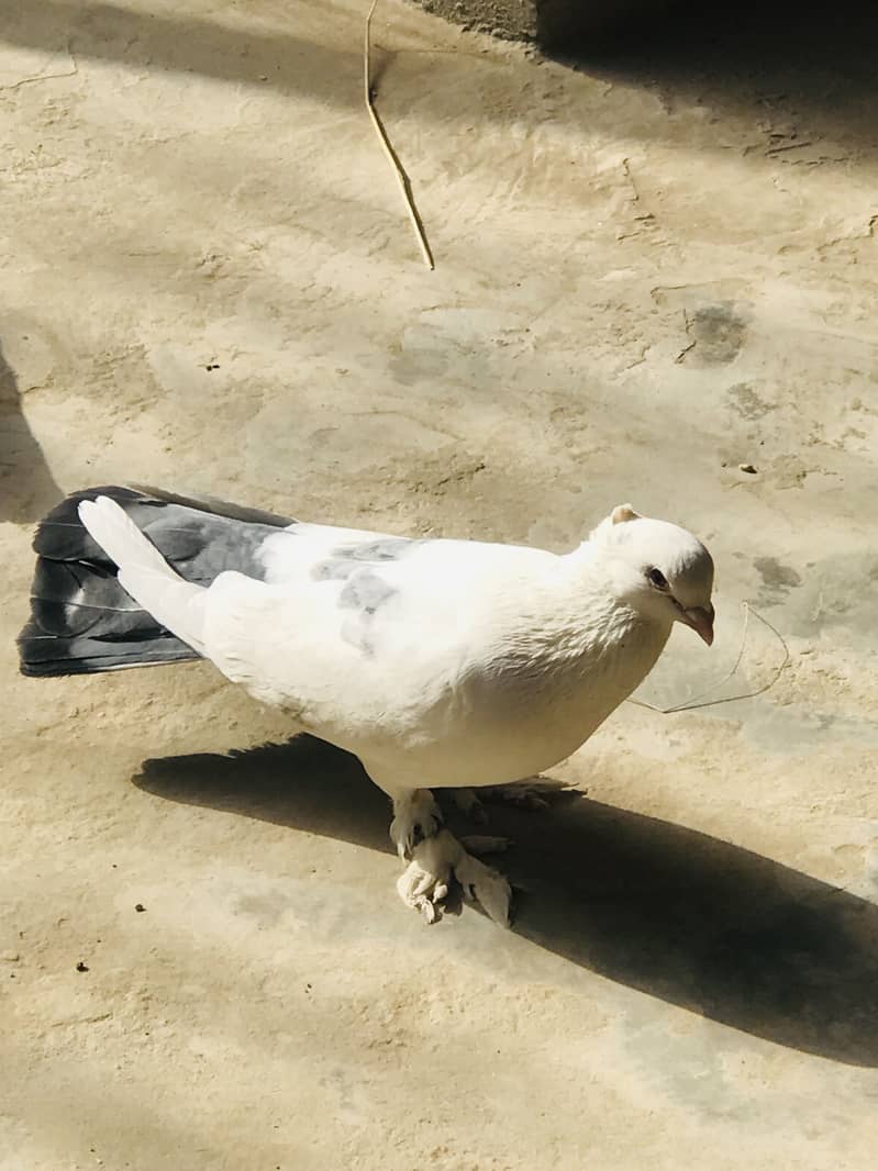 Fancy kabotar 3