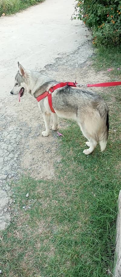 Siberian husky