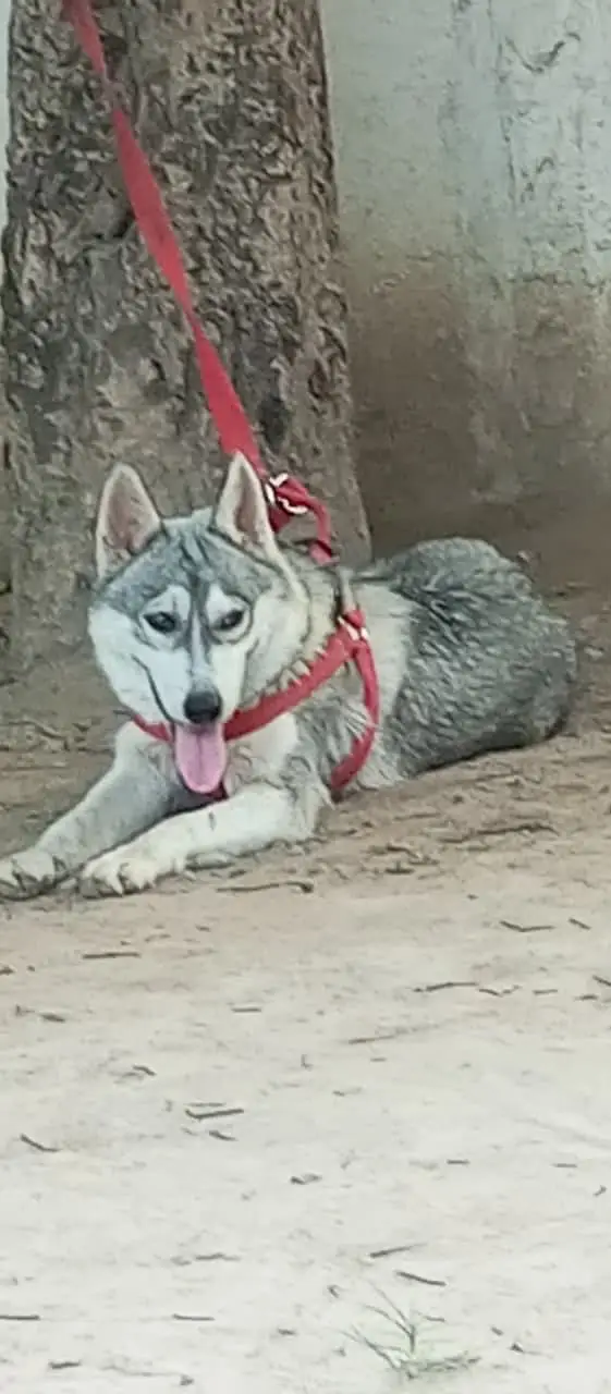 Siberian husky — photo 2